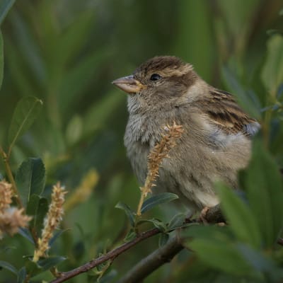 เอกนิษฐ์ ปัญญา avatar